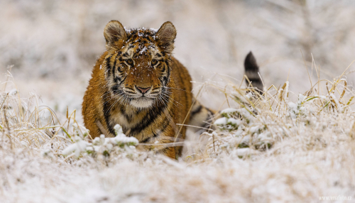 Tygr ussurijský  (Panthera tigris)  MAT8504ok