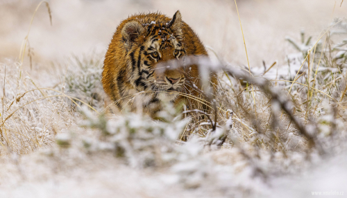 Tygr ussurijský  (Panthera tigris)  MAT8526ok