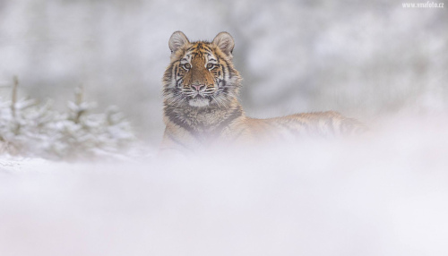 Tygr ussurijský  (Panthera tigris)  MAT8673ok