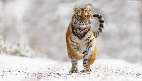 Tygr ussurijský  (Panthera tigris)  MAT8710ok