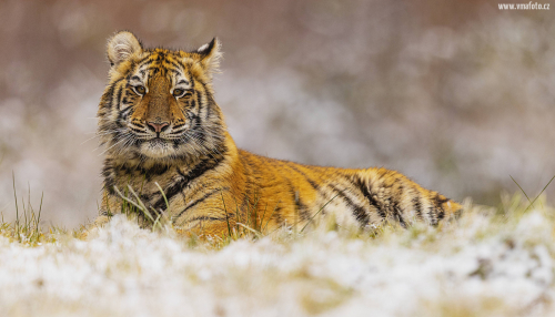 Tygr ussurijský  (Panthera tigris)  MAT9433ok