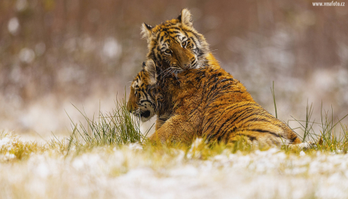 Tygr ussurijský  (Panthera tigris)  MAT9516ok