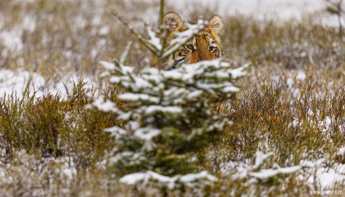 Tygr ussurijský  (Panthera tigris)  MAT9551ok