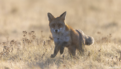Liška obecná  (Vulpes vulpes)  5L0A6067ok