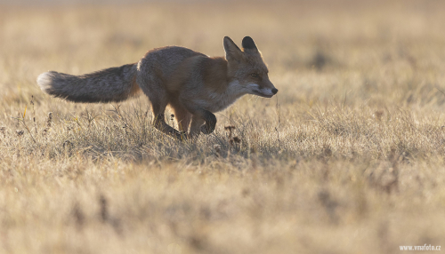 Liška obecná  (Vulpes vulpes)  5L0A6081ok