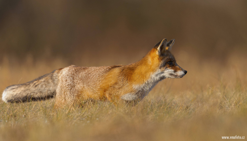 Liška obecná  (Vulpes vulpes)  5L0A6171ok