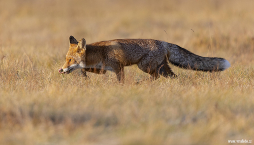 Liška obecná  (Vulpes vulpes)  5L0A6219ok