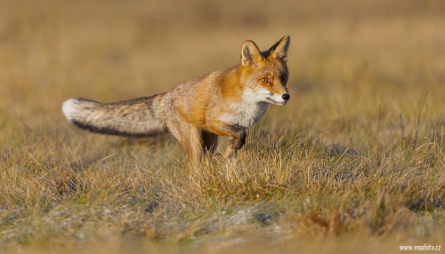 Liška obecná  (Vulpes vulpes)  5L0A6234ok