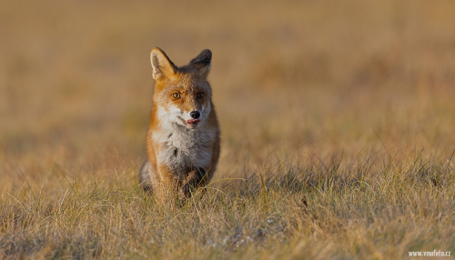 Liška obecná  (Vulpes vulpes)  5L0A6290ok