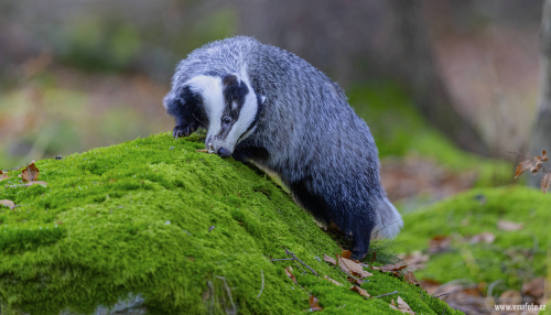Jezevec lesní  (Meles meles)  5L0A6696ok