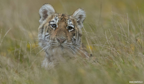Tygr ussurijský  (Panthera tigris)  A42I0006ok