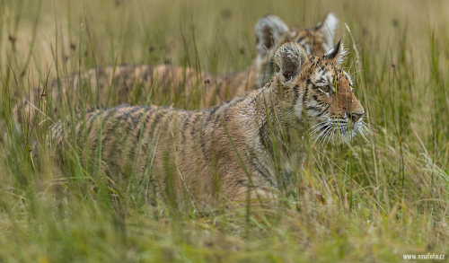 Tygr ussurijský  (Panthera tigris)  A42I0067ok