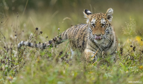 Tygr ussurijský  (Panthera tigris)  A42I0073ok