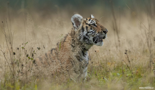 Tygr ussurijský  (Panthera tigris)  A42I0096ok