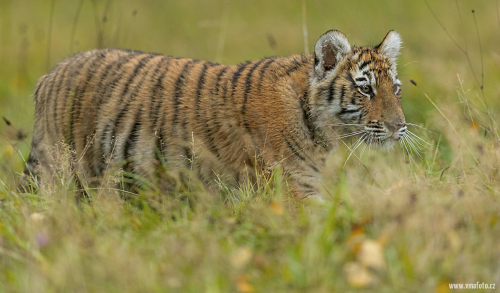 Tygr ussurijský  (Panthera tigris)  A42I0204ok