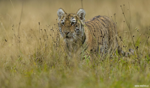 Tygr ussurijský  (Panthera tigris)  A42I0394ok