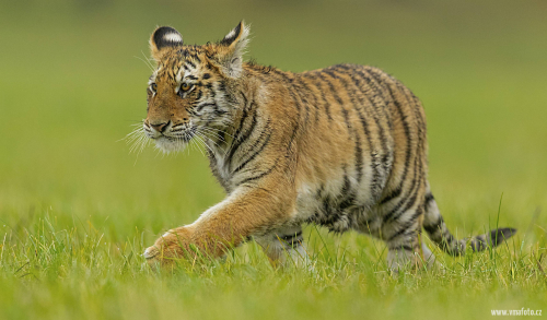 Tygr ussurijský  (Panthera tigris)  A42I0591ok