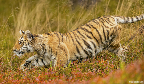Tygr ussurijský  (Panthera tigris)  A42I0851ok