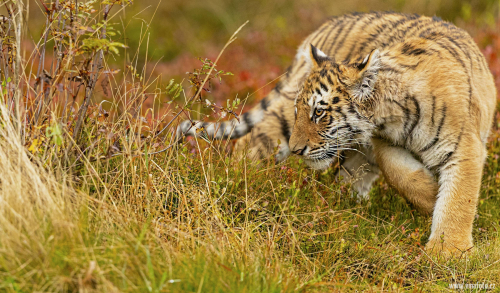 Tygr ussurijský  (Panthera tigris)  A42I0965ok