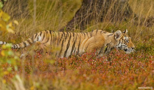 Tygr ussurijský  (Panthera tigris)  A42I1196ok