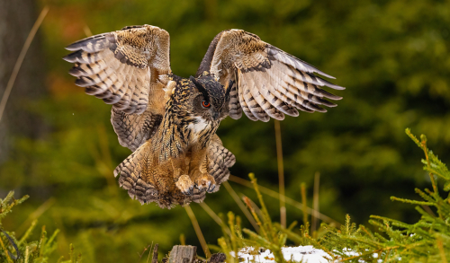 MAT0966ok-DeNoiseAI-low-light