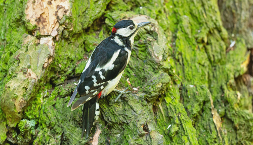 A42I0213ok-DeNoiseAI-low-light