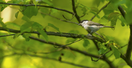Sýkora babka  (Poecile palustris, syn. Parus palustris) A42I1036okok