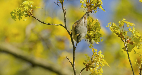 Brhlík lesní  (Sitta europaea)  A42I1276ok