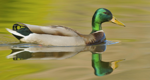 Kachna divoká  (Anas platyrhynchos)  A42I1439ok