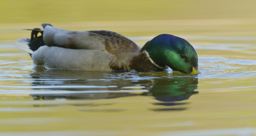 Kachna divoká  (Anas platyrhynchos)  A42I1480ok