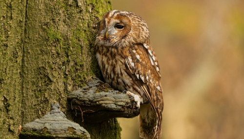 Výreček malý  (Otus scops)  A42I1669ok