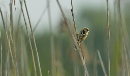 Sýkořice vousatá  (Panurus biarmicus)  A42I1779ok