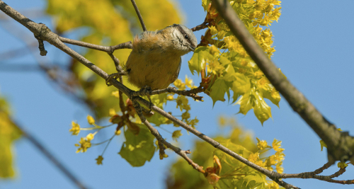 Brhlík lesní  (Sitta europaea)  A42I1808ok