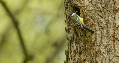 Sýkora koňadra  (Parus major)  A42I1976ok