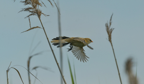 Sýkořice vousatá  (Panurus biarmicus)  A42I1989ok