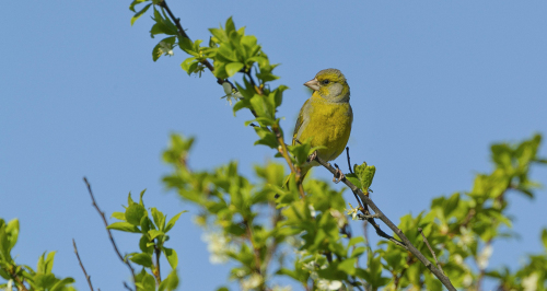 Zvonek zelený  (Chloris chloris)  A42I2186ok