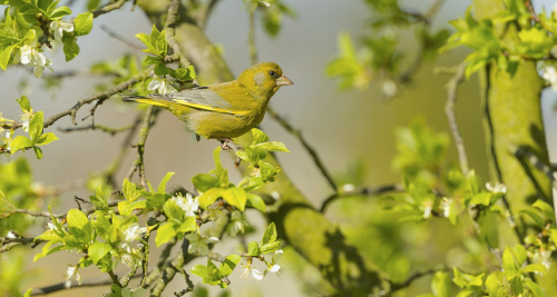 Zvonek zelený  (Chloris chloris) A42I2261ok