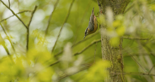 Brhlík lesní  (Sitta europaea)  A42I2310ok
