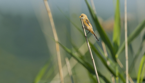 Sýkořice vousatá  (Panurus biarmicus)  A42I2375ok