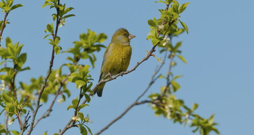 Zvonek zelený  (Chloris chloris) A42I2384ok