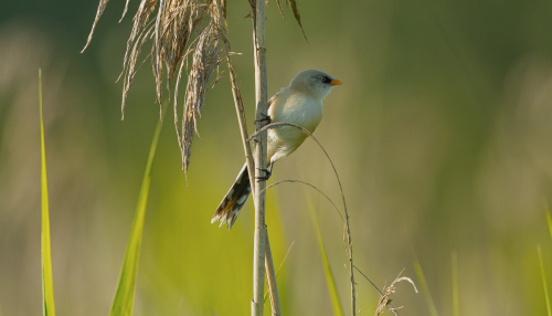 Sýkořice vousatá  (Panurus biarmicus)  A42I2397ok