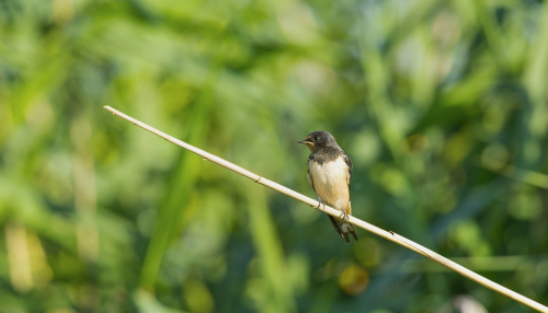 Vlaštovka obecná  (Hirundo rustica Linné, 1758)  A42I2507ok