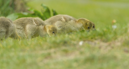 Husa velká  (Anser anser)  A42I2578ok