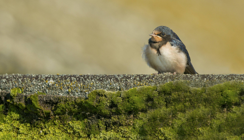 Vlaštovka obecná  (Hirundo rustica Linné, 1758)  A42I2639ok