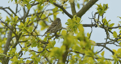 Zvonohlík zahradní  (Serinus serinus)  A42I2683ok