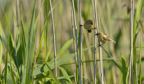 Sýkořice vousatá  (Panurus biarmicus)  A42I2758ok