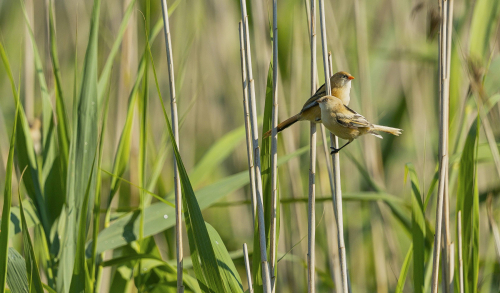 Sýkořice vousatá  (Panurus biarmicus)  A42I2802ok