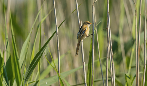 Sýkořice vousatá  (Panurus biarmicus)  A42I2827ok