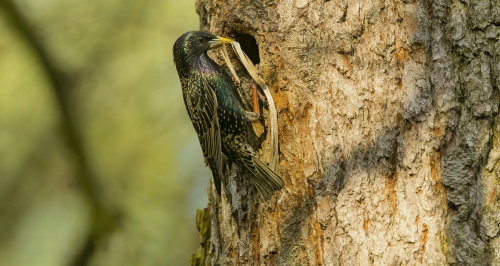 Špaček obecný  (Sturnus vulgaris)  A42I2840ok