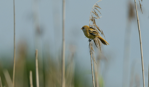 Sýkořice vousatá  (Panurus biarmicus)  A42I3006ok